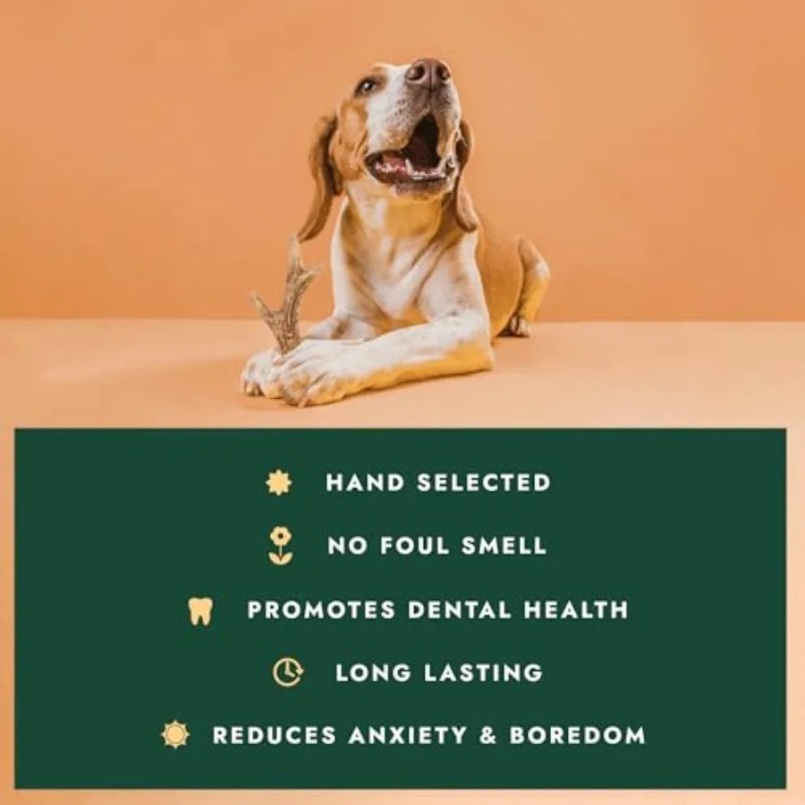 Naturally Shed Deer Antler for Dogs - Long Lasting Dog Antler