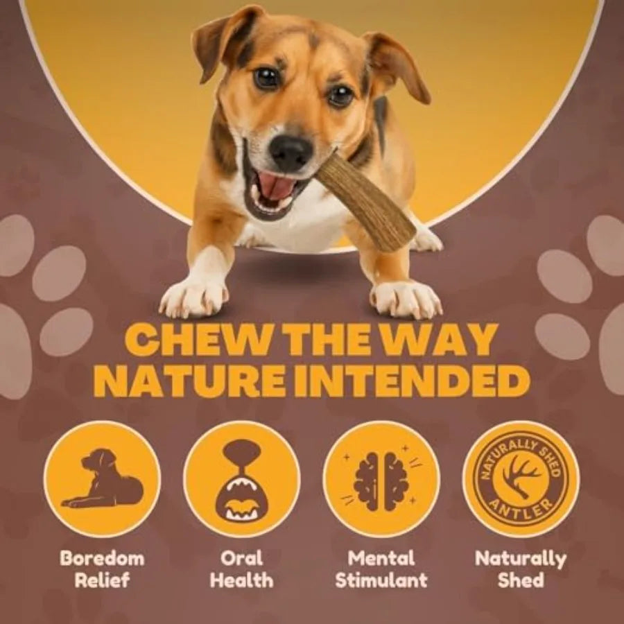 - Antlers for Small Dogs 10 Pack Deer Antler Chew Bones