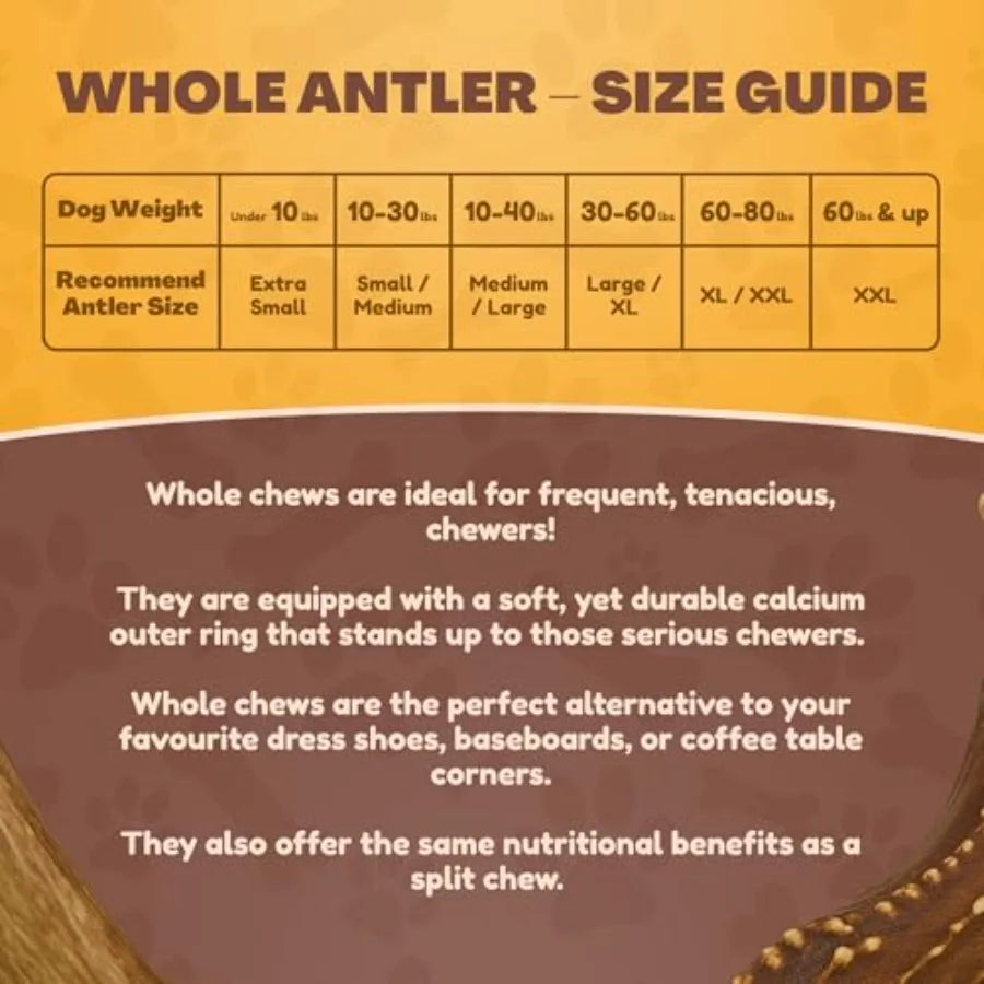 - Antlers for Small Dogs 10 Pack Deer Antler Chew Bones