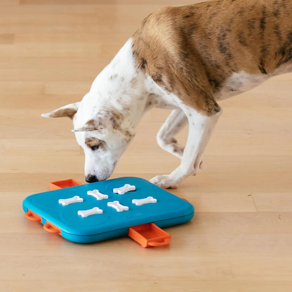 Advanced Dog Puzzle Toy for  Dogs, Level 3 Interactive Treat Game, Turquoise